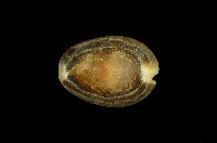 藏品(雪山寶螺)的圖片